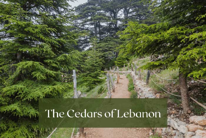 cedars-of-lebanon-wheego-car-rental-lebanon