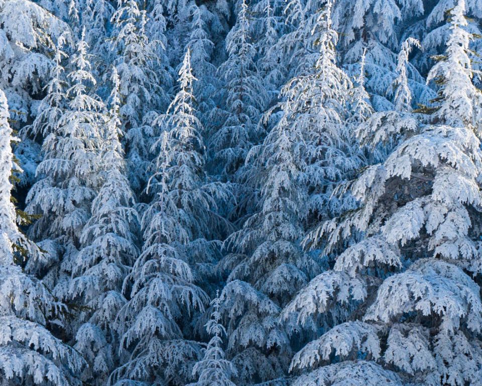 4. Beirut → Chouf Cedars Christmas in the Forest 